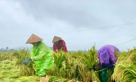Nông dân Quảng Ngãi đội mưa ra đồng dựng lúa đổ rạp giữa làn nước bạc