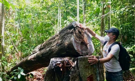 Nhiều gốc cây có đường kính lên đến cả 1 mét vẫn bị đốn hạ không thương tiếc. Ảnh: Nguyễn Ngọc