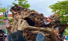 Nhiều xe hạng nặng di dời cây đa cổ thụ hơn 200 năm tuổi ở Quảng Ngãi