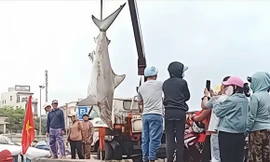 Câu được cá mập nặng 200kg, phải dùng xe cẩu đưa lên bờ