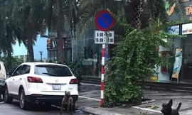 Hai trong số 3 con chó không rọ mõm chạy ngoài đường.