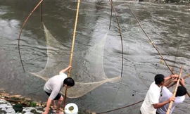 Người dân Thủ đô đổ xô đi bắt cá sau mưa bão