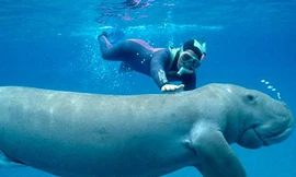 Bò biển 100 kg bị sát hại