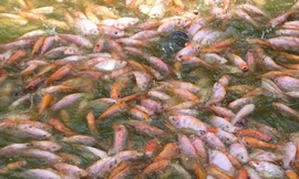 Giá cá điêu hồng tăng mạnh và hút hàng