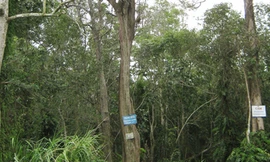 Thủy tùng bên bờ tuyệt chủng