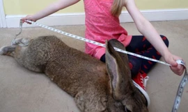 Thỏ 'khổng lồ' nặng 22kg, to như đứa trẻ