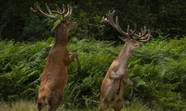 Độc đáo vũ điệu của hươu trong công viên