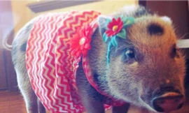 Diện đồ thời trang cho… heo