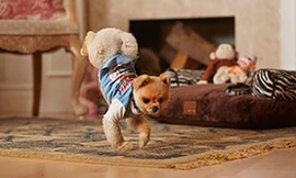 Chó chạy bằng hai chân nhanh nhất thế giới