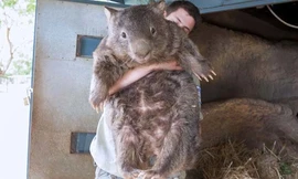 Gấu túi 29 tuổi, già nhất thế giới 