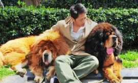 Ngắm chú chó đắt nhất hành tinh, gần 2 triệu USD