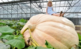 Quả bí ngô khổng lồ, nặng gần 1 tấn
