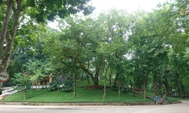 Vườn sưa đỏ trăm tuổi trên 'núi triệu đô' trong lòng Hà Nội