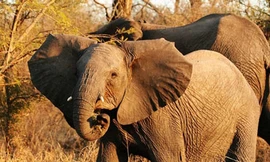 Voi châu Phi hoạt động theo chu kỳ mặt trăng