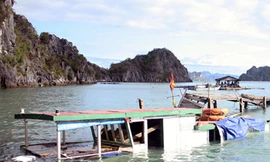 Mất bạc tỷ do bão Haiyan