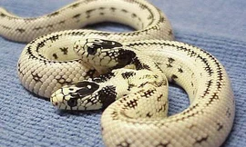 Hình ảnh kinh dị của rắn hai đầu