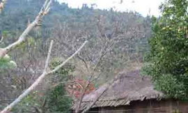 Xem hoa đào nở sớm tại rừng Mường Lát