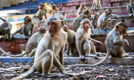 Vắng khách vì COVID-19, nhiều động vật khu du lịch trên thế giới bị tra tấn, giết thịt