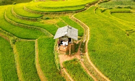 Ngắm nhìn mùa vàng Mù Cang Chải qua những bức hình check-in của giới trẻ