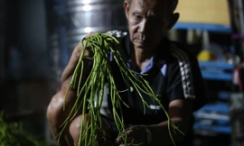 Xóm nhặt rau muống thuê lúc nửa đêm ở TPHCM