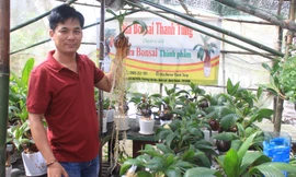 Độc lạ dừa bonsai chơi Tết có bộ rễ trắng nõn dài cả mét ở TP.HCM