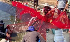 Nghi vợ ngoại tình, người đàn ông làm chết hơn 11 tấn tôm