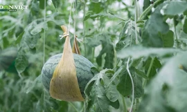 Lạ mắt dưa hấu leo giàn treo lủng lẳng giúp nông dân Đồng Nai thu bộn tiền mỗi vụ