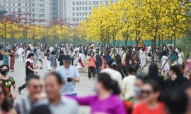 Vườn hoa phong linh gây 'sốt' ở Hà Nội dừng đón khách chụp ảnh