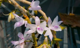 Lan đột biến có thể 'sản xuất' hàng loạt, lý do gì lại có giá chục tỷ?