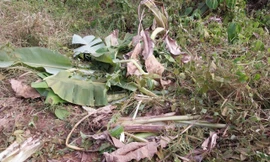 Bình Phước: Voi rừng xuất hiện, người dân mất ăn mất ngủ