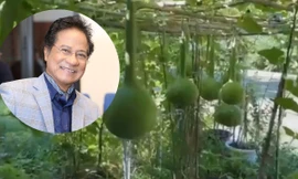 Danh ca Chế Linh khoe vườn cây ngập tràn rau củ quả tại Canada