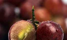 Hợp chất diệt tế bào ung thư