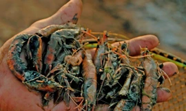 Mùa tôm cay đắng ở ĐBSCL