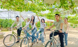 Bạn trẻ thích thú hái nho, chụp ảnh với đàn cừu dịp cuối tuần