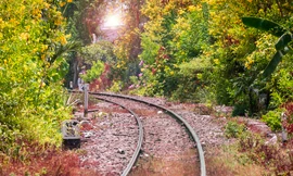 Đường tàu ở TPHCM vàng rực hoa huỳnh liên, đẹp đến nao lòng