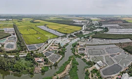 Ruộng lúa ở Long An loang lổ... ao tôm, chính quyền nói gì?