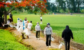 Cận cảnh 'cây phượng cô đơn' gây sốt cộng đồng mạng ở TPHCM 