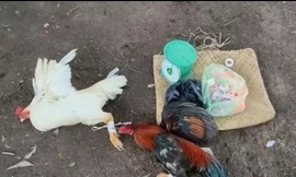 Triệt phá hai trường gà quy mô ở Long An