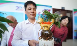 TPHCM: Độc đáo bonsai dừa ở Bình Chánh