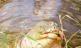 Rùa Hồ Gươm không cùng loài với rùa Đồng Mô