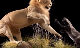 1001 thắc mắc: Những động vật nào là ‘sát thủ’ khát máu bậc nhất hành tinh?