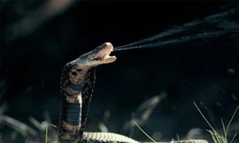 Rắn biết cách sử dụng nhiệt từ các sinh vật chúng đang săn