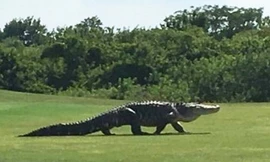 Nước mắt cá sấu giúp bôi trơn thức ăn?