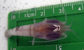 1001 thắc mắc: Kinh dị loại tôm “cứng đầu” nhất thế giới, bất chấp nước nóng 450 độ C