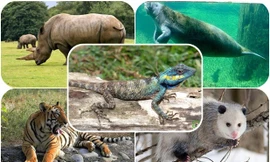 Top những loài vật mang thai lâu nhất, ngắn nhất trong tự nhiên