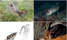 1001 thắc mắc: Những loài vật nào sở hữu 'siêu năng lực' đáng sợ nhất hành tinh?