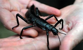 1001 thắc mắc: Loài côn trùng nào hiếm nhất thế giới?