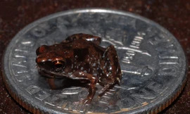 1001 thắc mắc: Loài động vật nào có xương sống nhỏ nhất thế giới?