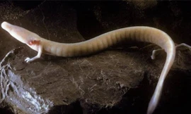 1001 thắc mắc: Loài kỳ nhông nào 10 năm ăn một bữa nhưng lại sống cả thế kỷ?