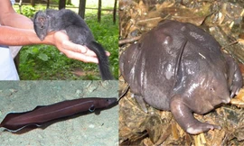 1001 thắc mắc: Những loài vật nào tuyệt chủng hàng triệu năm bỗng 'đội mồ sống dậy'?